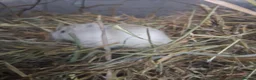 Hamster rodents for sale: Male Robo Hamster 4 months - Advert 3