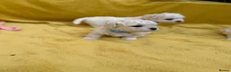 Bichon Frise dogs for sale: ⭐️Gorgeous Bichon Frise Puppies Available ⭐️ - Advert 8