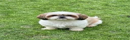 Shih Tzu dogs for sale: Shih Tzu Puppies  - Advert 11