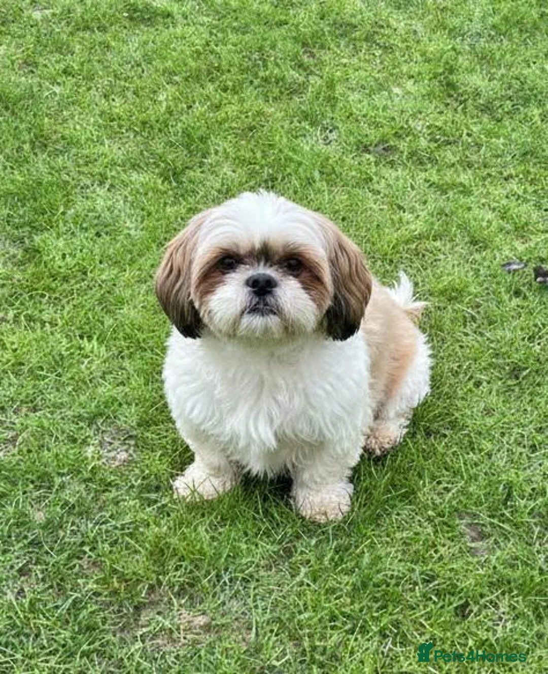 Shih Tzu dogs for sale: Shih Tzu Puppies  - Advert 11