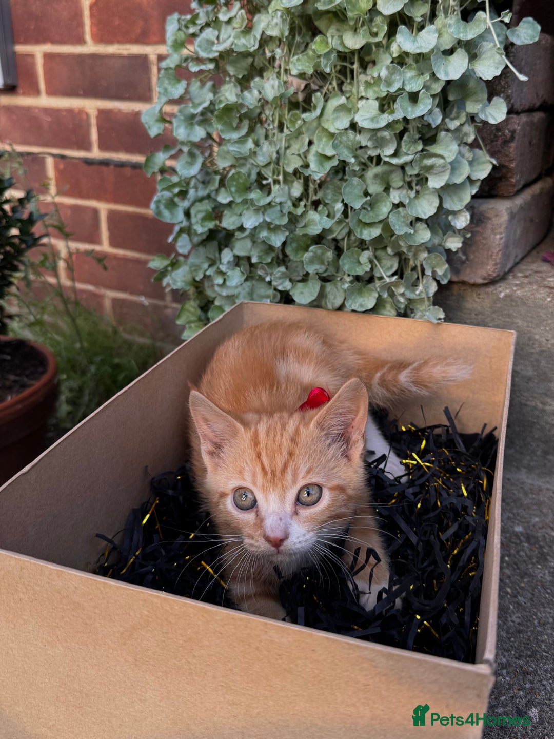 Domestic Shorthair cats for sale: 5 Beautiful fluffy Kittens - Image 4