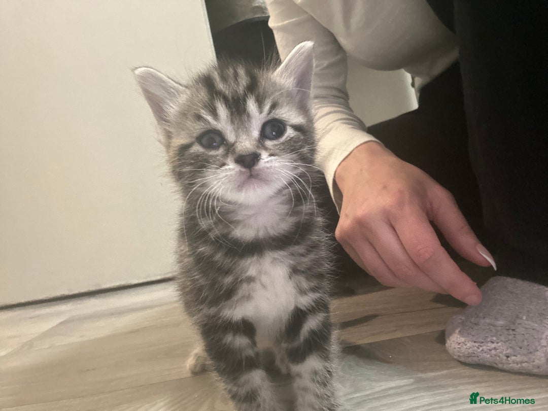 Mixed Breed cats for sale: Kittens :)  - Advert 5