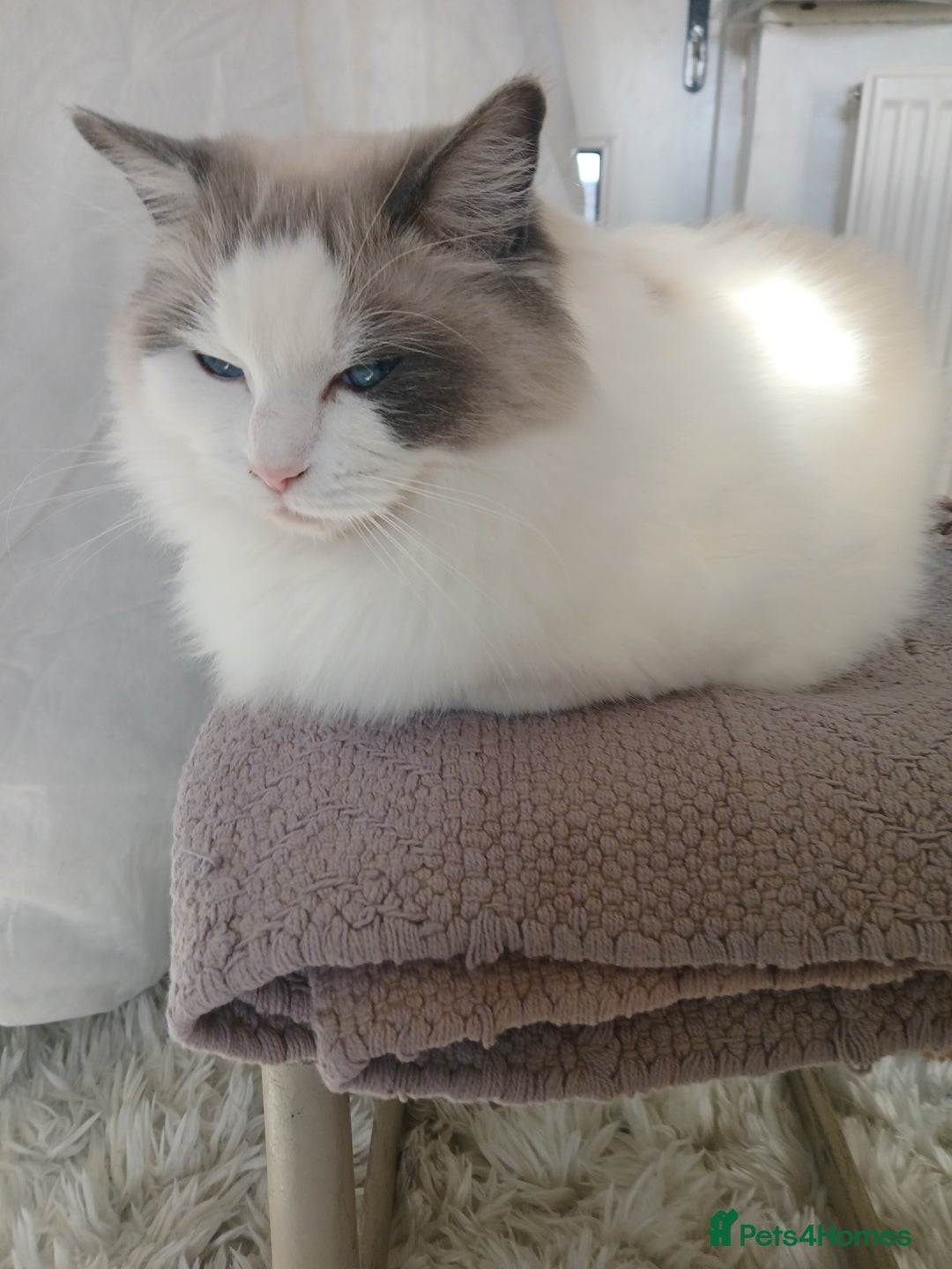 Ragdoll cats for sale: Blue bicolour Ragdoll - Advert 5