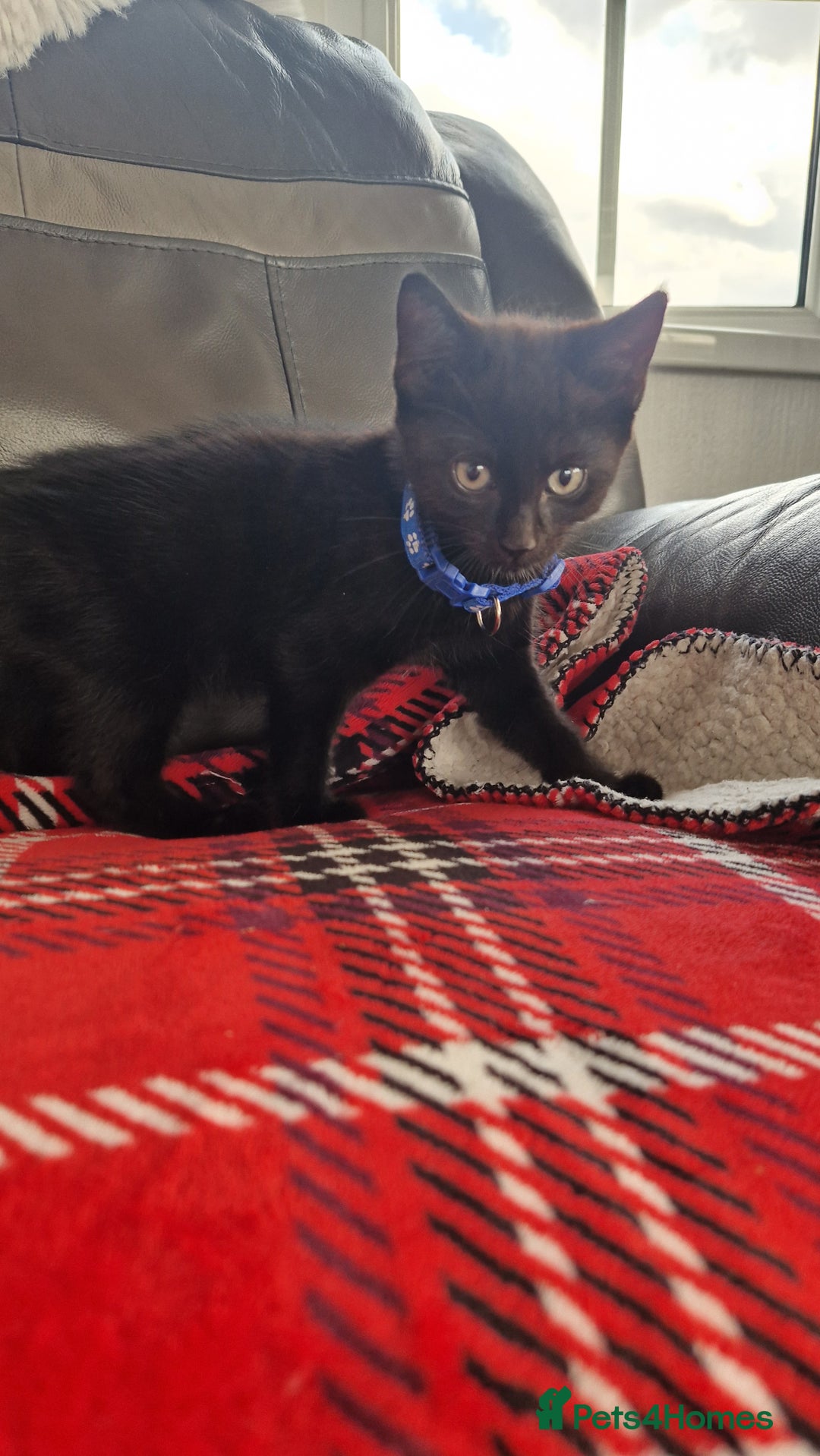 Mixed Breed cats for sale: Just 3 left 1 girl and 2 boys - Image 2
