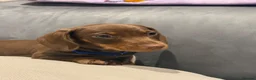 Miniature Dachshund dogs for sale: Ready now One Absolutely stunning boy left  - Advert 11