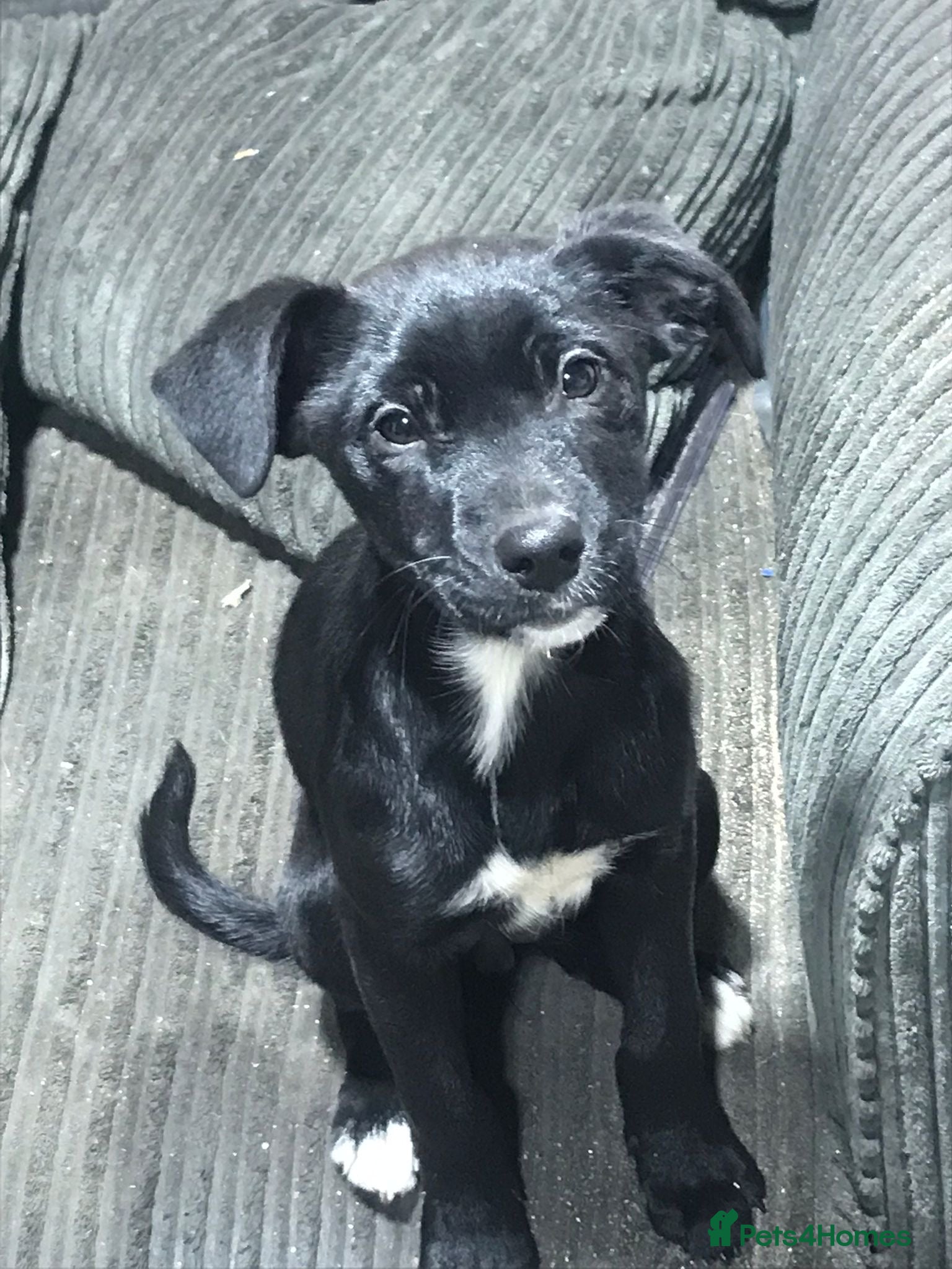 Mixed Breed dogs 2 female puppies for sale  - Advert 5