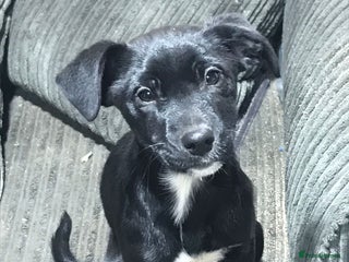 Mixed Breed dogs 2 female puppies for sale - Advert 13