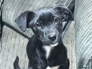 Mixed Breed dogs 2 female puppies for sale - Advert 4