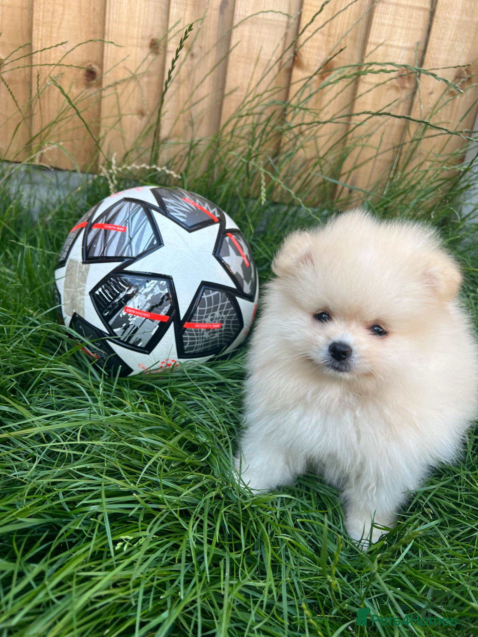 Pomeranian dogs Small Beautiful Pomeranian Boy  - Advert 2