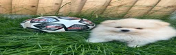 Pomeranian dogs for sale: Small Beautiful Pomeranian Boy  - Advert 1