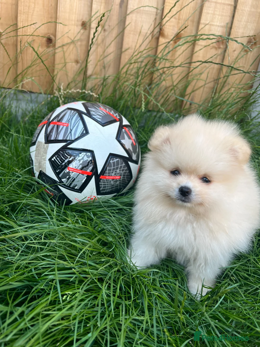 Pomeranian dogs for sale: Small Beautiful Pomeranian Boy  - Advert 1