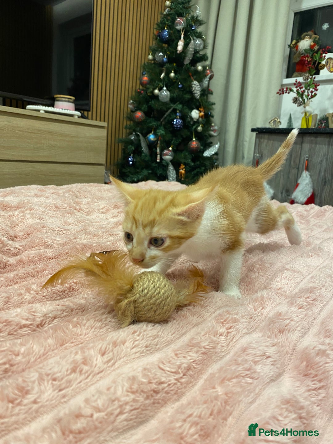 Mixed Breed cats for sale: 5 lovely kittens for sale - Advert 11