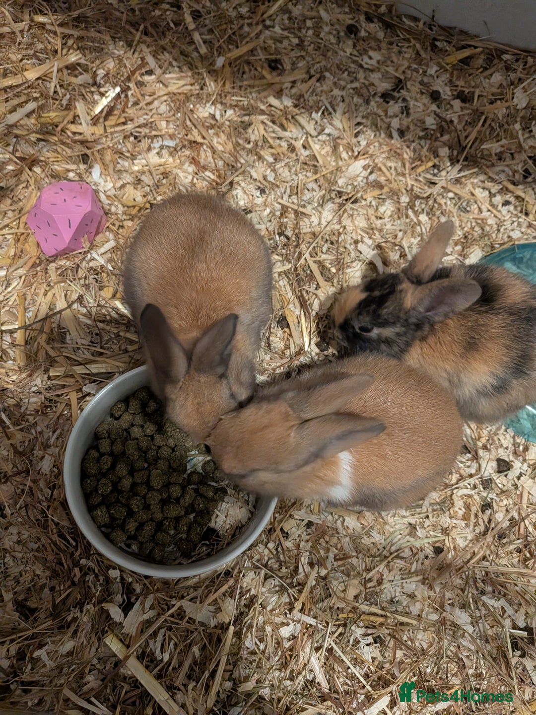 Mixed Breed rabbits for sale: 3 mixed baby rabbits - Advert 3