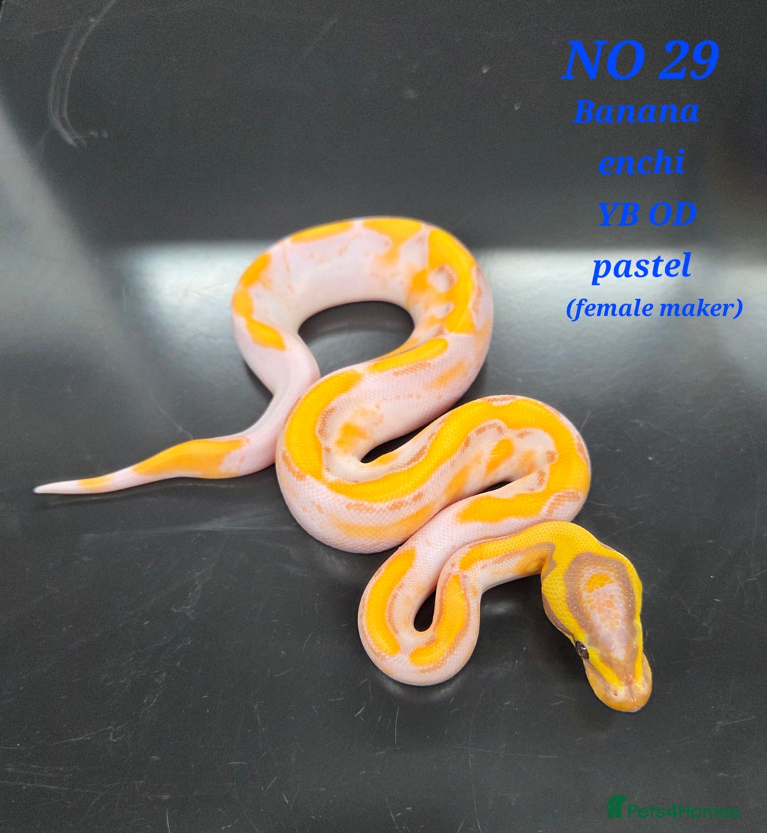 Python Snake reptiles for sale: Various ball python's  - Image 11