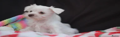 Puppy 3 - White Girl