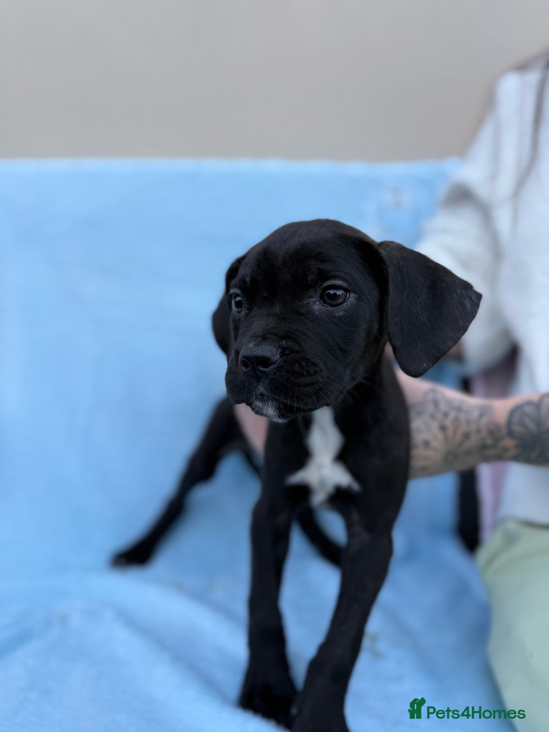 Cane Corso dogs for sale: 5 Gorgeous Black Cane Corsos ready to go🤍 - Advert 7