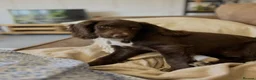 Sprocker dogs for sale: Pre Birth: Sprocker Puppies due in July in Wellingborough - Advert 11