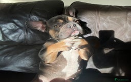 French Bulldog dogs for stud: Blue/Tan/White Frenchie Stud - KC & Fluffy Carrier in Edinburgh - Image 4