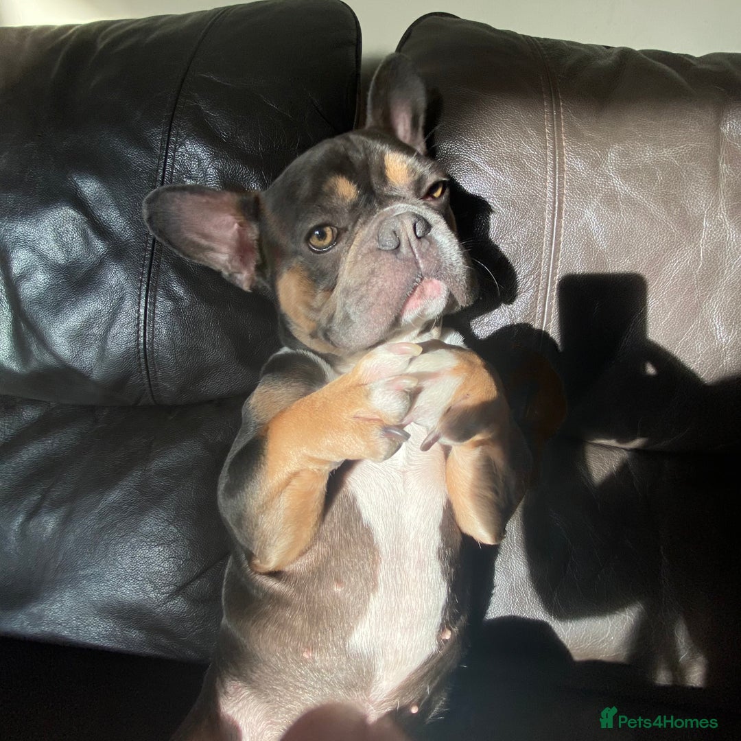 French Bulldog dogs for stud: Blue/Tan/White Frenchie Stud - KC & Fluffy Carrier in Edinburgh - Image 4