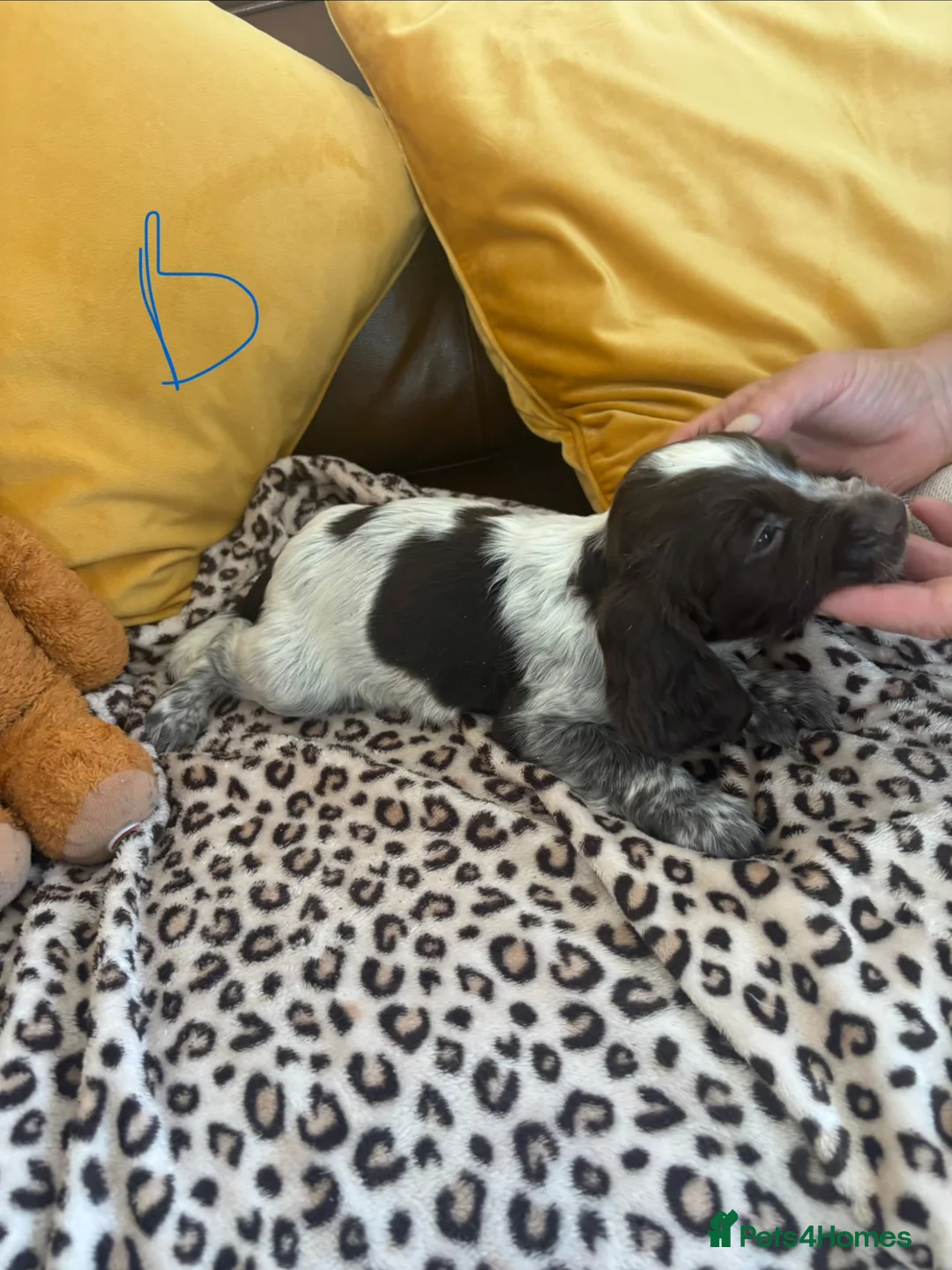 Sprocker dogs for sale: Sprocker spaniel puppies - Advert 1