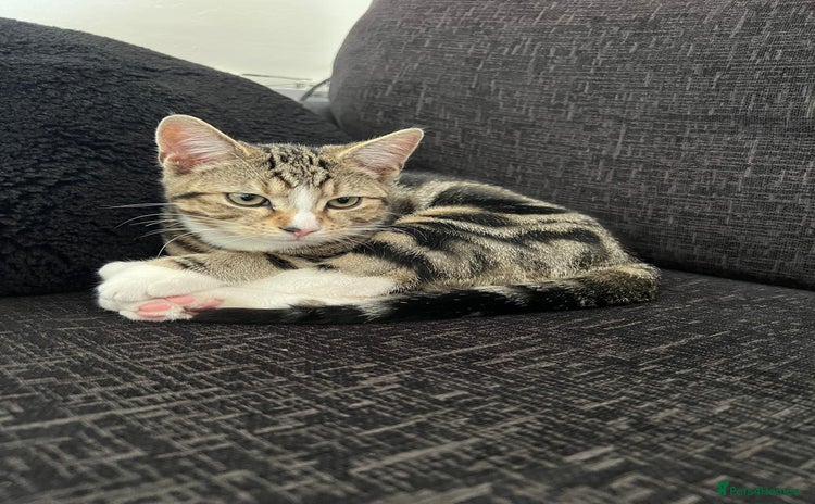 Domestic Shorthair cats - Advert 17