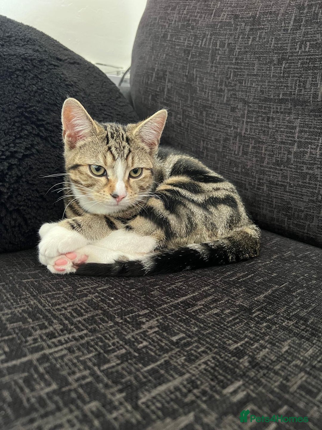 Domestic Shorthair cats for sale: Tabby kitten  - Image 1