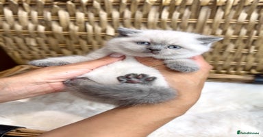 British Shorthair cats - Advert 6