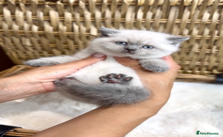 British Shorthair cats - Advert 6