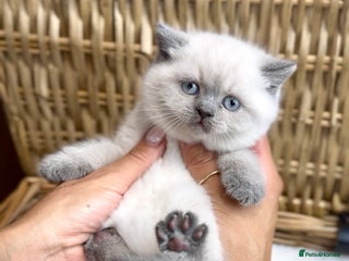 British Shorthair cats - Advert 23