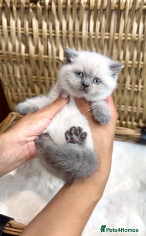 British Shorthair cats - Advert 13