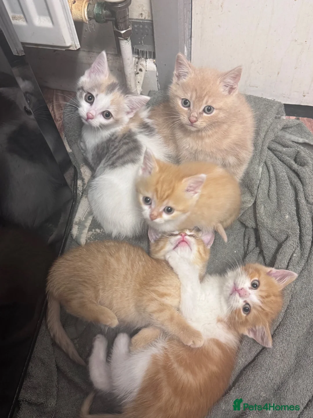 Bengal cats for sale: Kittens ready for new home  - Advert 2