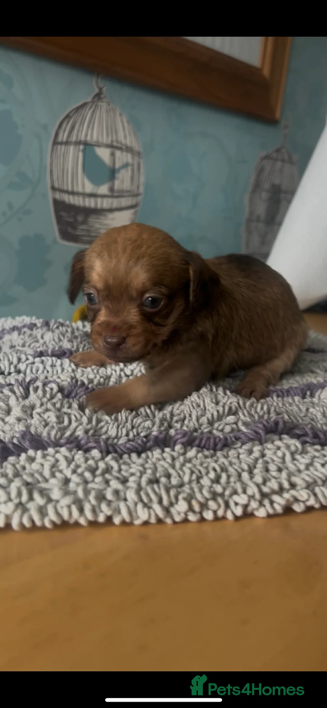 Mixed Breed dogs for sale: 5 cockapoo x chihuahua puppies - Advert 6
