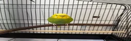 Budgerigars birds for sale: Male Budgerigar it ‘s name is Miço in Chester - Advert 3