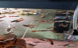 Live Bearers fish for sale: Beautiful assorted young guppies (priced per 5) - Image 5