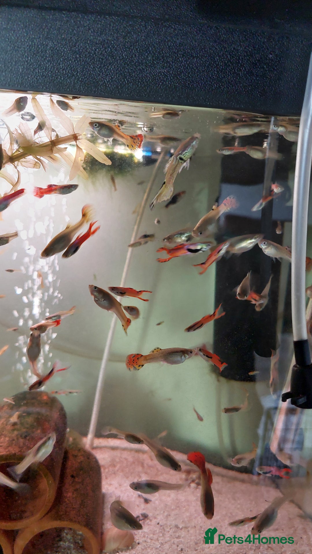 Live Bearers fish for sale: Beautiful assorted young guppies (priced per 5) - Image 5