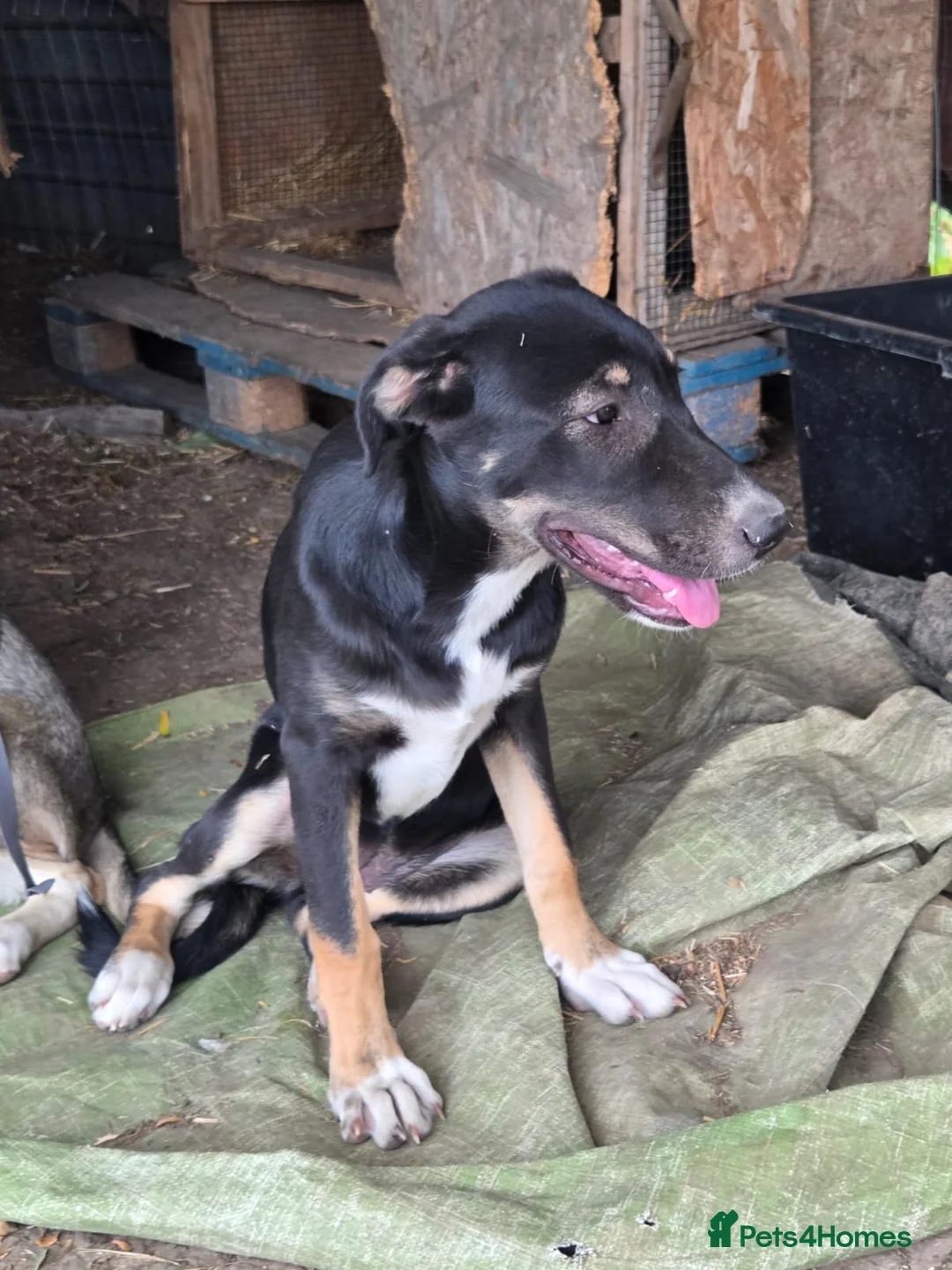 Mixed Breed dogs for adoption: 🐾 RONA -  a Lovely Girl, for a Loving Home🐾 - Advert 6