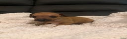 Italian Greyhound dogs for sale: KC Italian Greyhound Puppies  - Advert 2