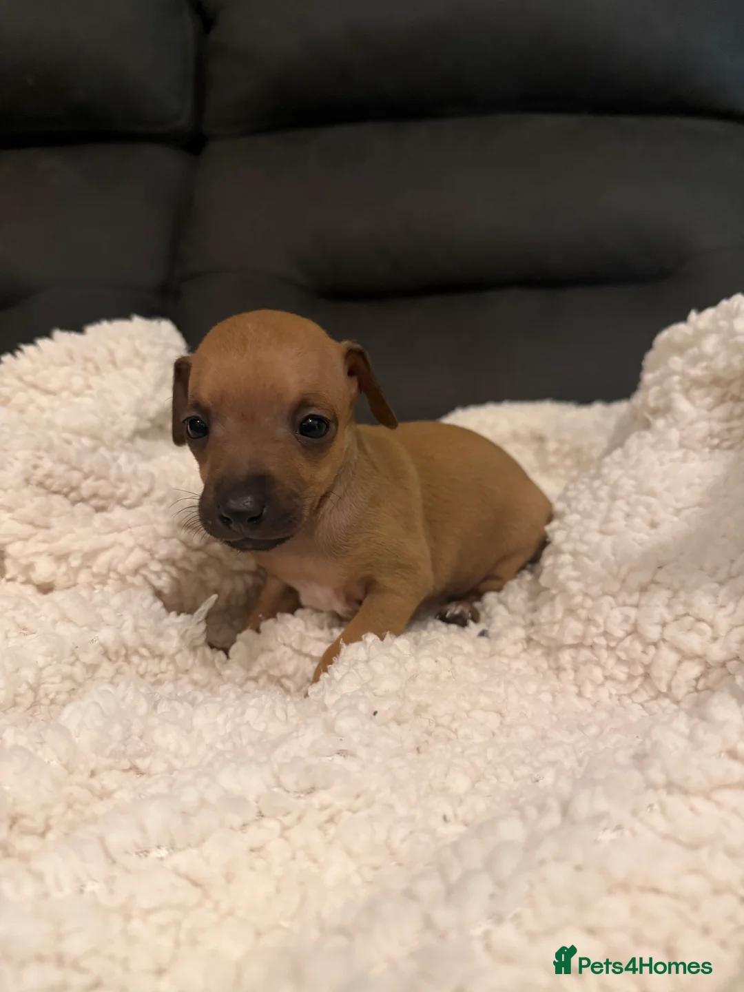 Italian Greyhound dogs for sale: KC Italian Greyhound Puppies  - Advert 4