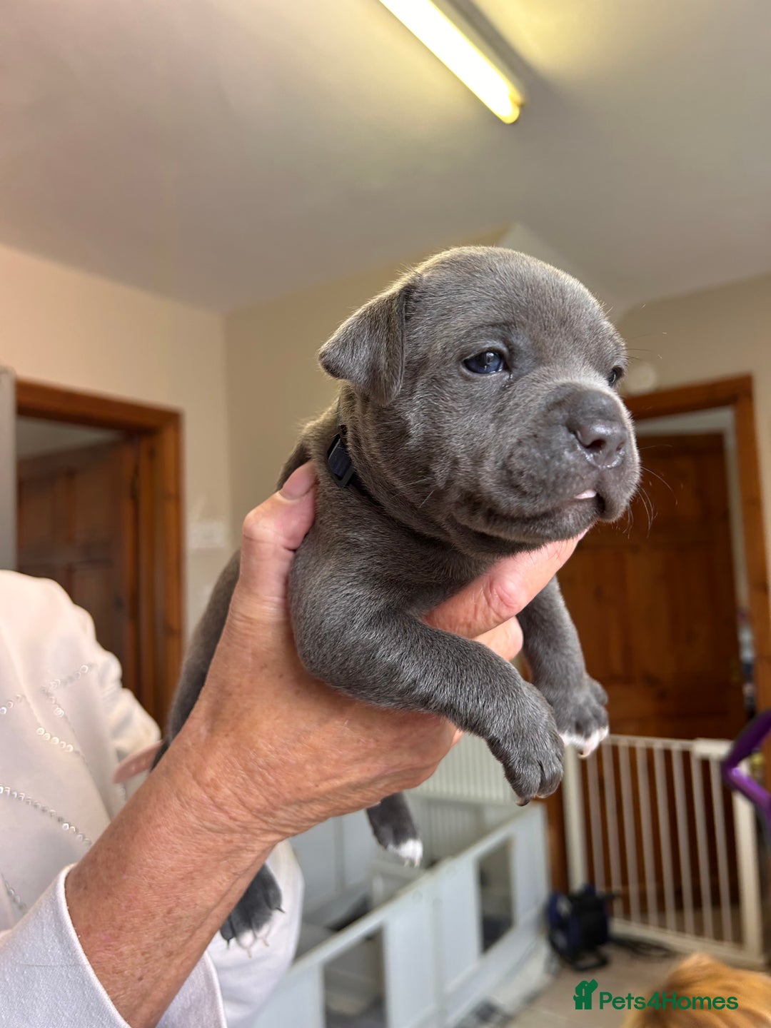 Staffordshire Bull Terrier dogs for sale: Exceptional Champion Pedigree, beautiful blues!! - Image 13