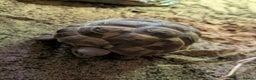 Tortoise reptiles for sale: Horsefield tortoise complete with everything - Advert 1