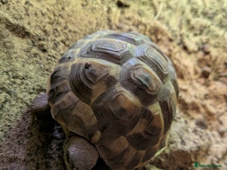 Tortoise reptiles Horsefield tortoise complete with everything - Advert 1