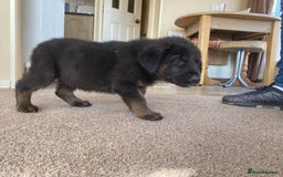 Mixed Breed dogs for sale: German shepherd cross Tibetan mastiff - Image 3