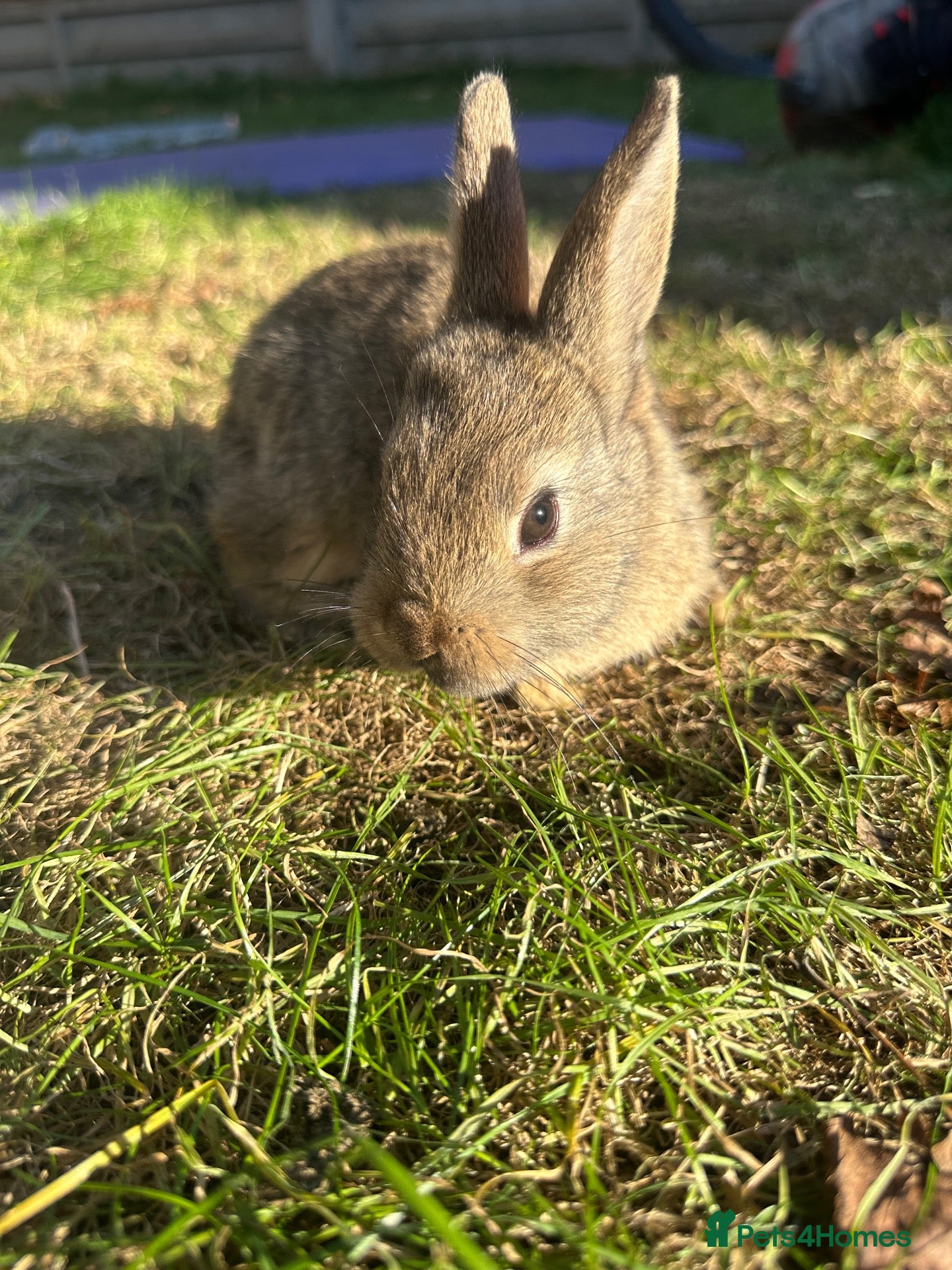 Mixed Breed rabbits Beautiful Dwarfs lops Rabbits  (Ready to go)  - Advert 11