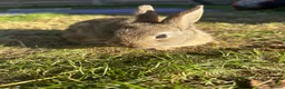 Mixed Breed rabbits for sale: Beautiful Dwarfs lops (Ready to go)  - Advert 8