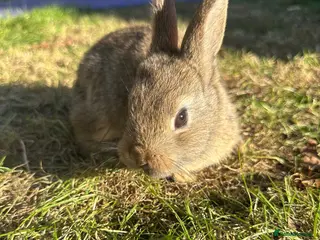 Mixed Breed rabbits Beautiful Dwarfs lops Rabbits (Ready to go) - Advert 5