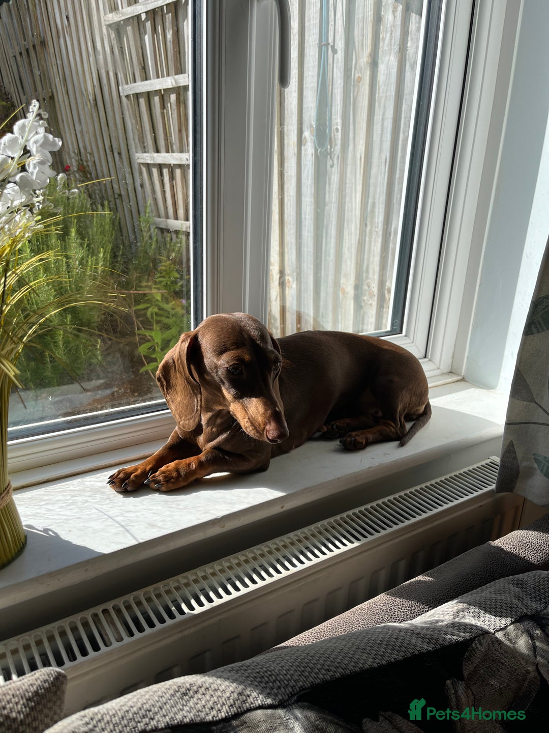 Miniature Dachshund dogs for sale: Miniature dachshund chocolate girl - Image 7