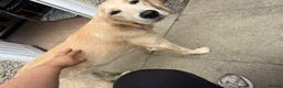 Golden Retriever dogs for sale: Female golden retriever  - Advert 4