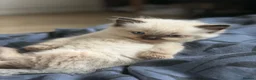 Ragdoll cats for sale: Ragdolls for sell in Scunthorpe - Advert 12