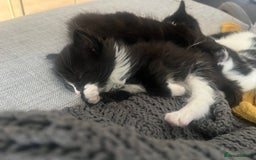 Maine Coon cats for sale: 4 very fluffy kittens - Image 7