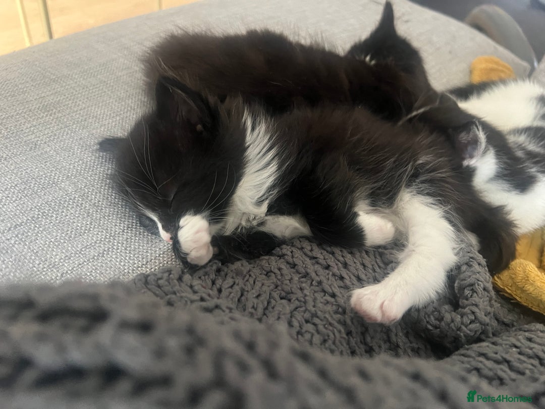 Maine Coon cats for sale: 4 very fluffy kittens - Image 7